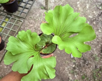 Platycerium Ridleyi 'Monkey King', 6" pot
