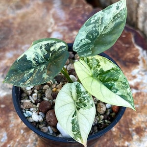 Alocasia sinuata variegated Tissue Culture - High variegation Grower&#39;s choice (1 Plant/Glass Bottle, Bag)