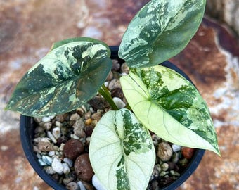 Alocasia sinuata variegated Tissue Culture - High variegation Grower's choice (1 Plant/Glass Bottle, Bag)