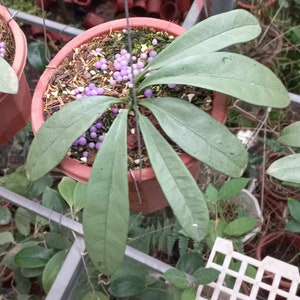 Hoya griffithii silver ghost | rare Hoya from Vietnam
