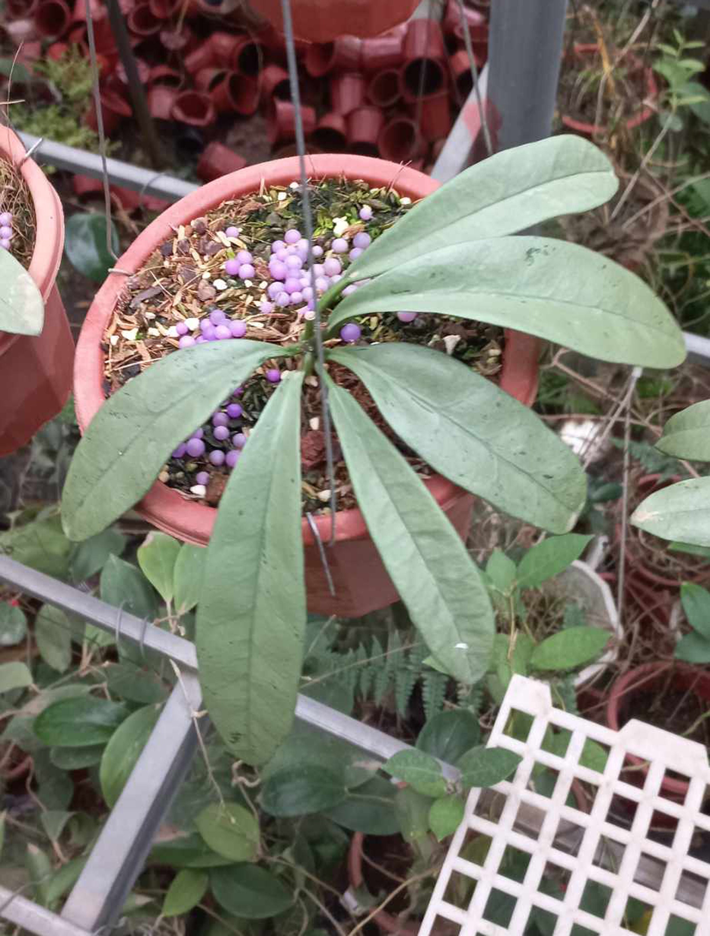 Hoya Griffithii Silver Ghost | Rare Hoya From Vietnam - Etsy Hoya Griffithii Silver Ghost | Rare Hoya From Vietnam - Etsy