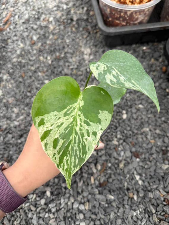 ⭐︎美株⭐︎ Monstera pertusa cv.'Variegata' 4号 Amazon.co.jp: rare speckled princess monstera pertusa