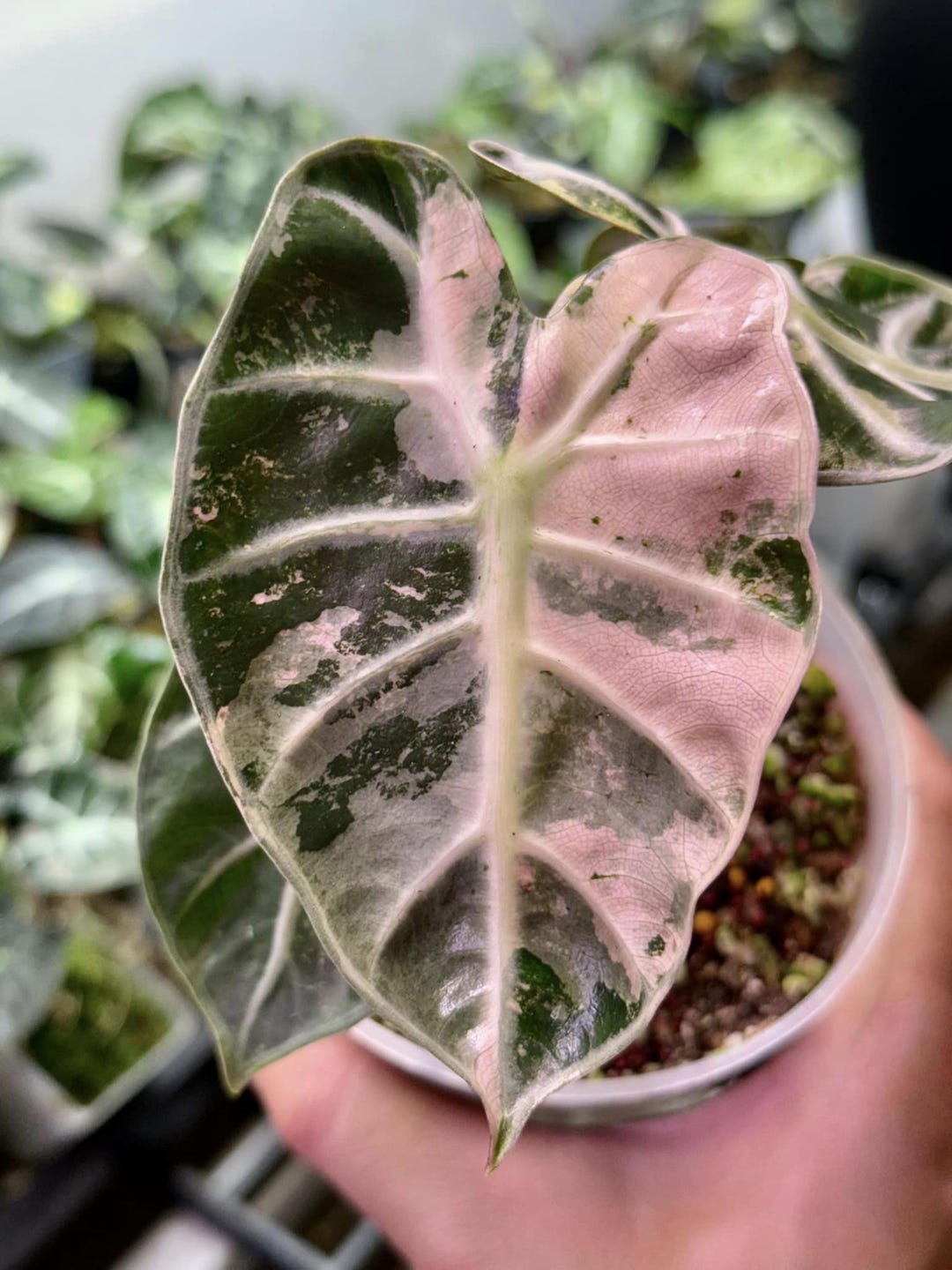 Variegated Pink Alocasia Heart Balloon - Tissue Culture Plant - Etsy
