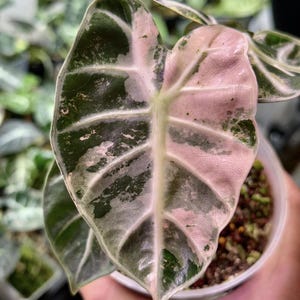 Cultivo de tejidos de Alocasia con forma de corazón, color rosa abigarrado: alta variegación, elección del cultivador (1 planta/botella de vidrio, bolsa)