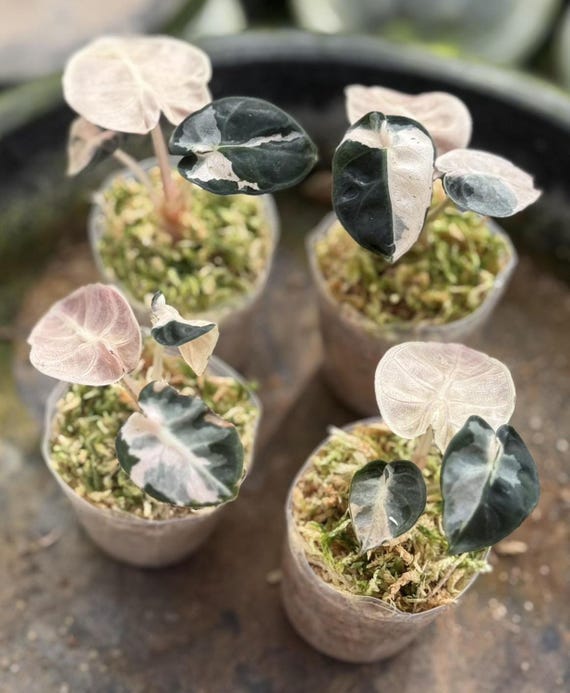 斑入りピンクアロカシア ハートバルーン | 4インチ鉢植え - Etsy 日本