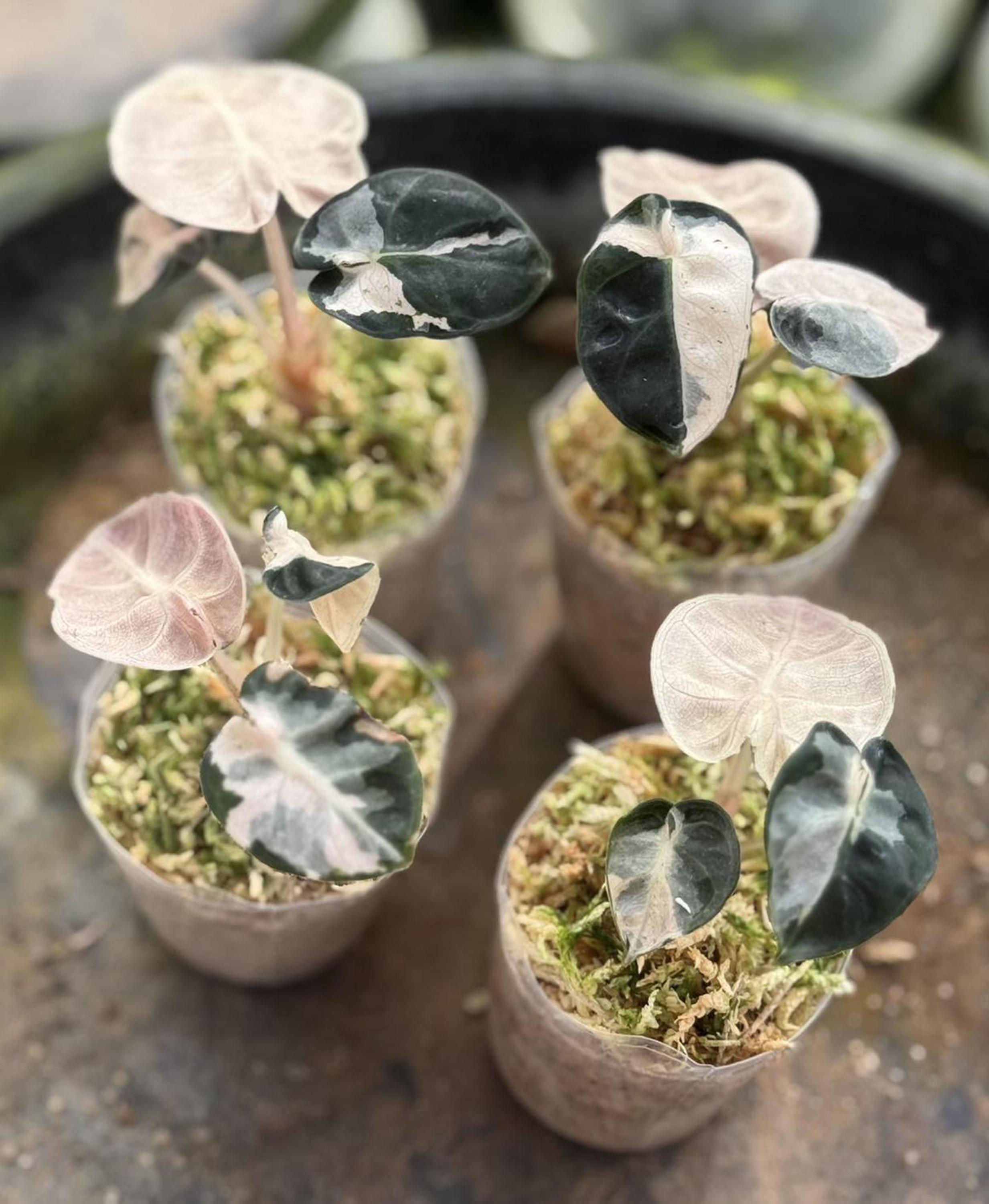 斑入りピンクアロカシア ハートバルーン | 4インチ鉢植え - Etsy 日本