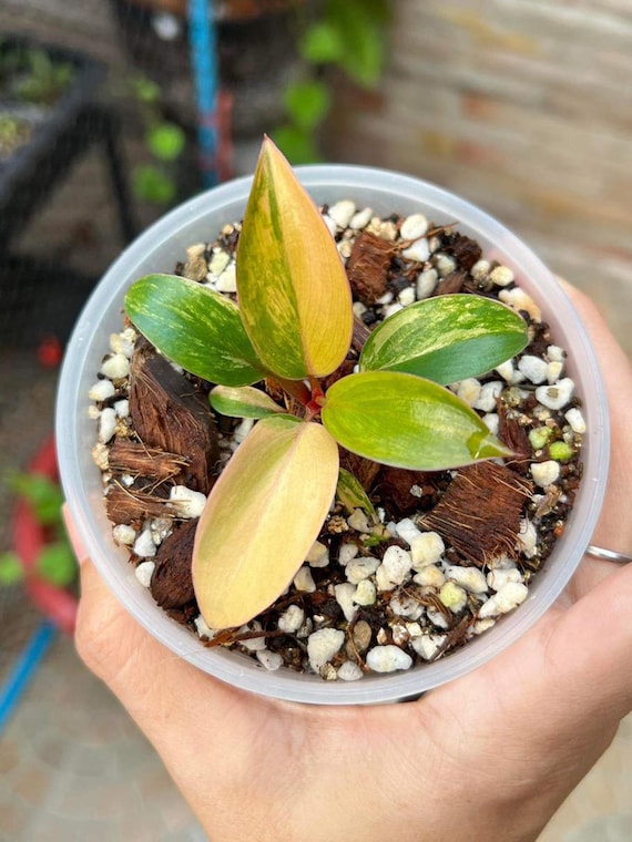 斑入りフィロデンドロン レッドコンゴ、3インチ鉢植え - Etsy 日本