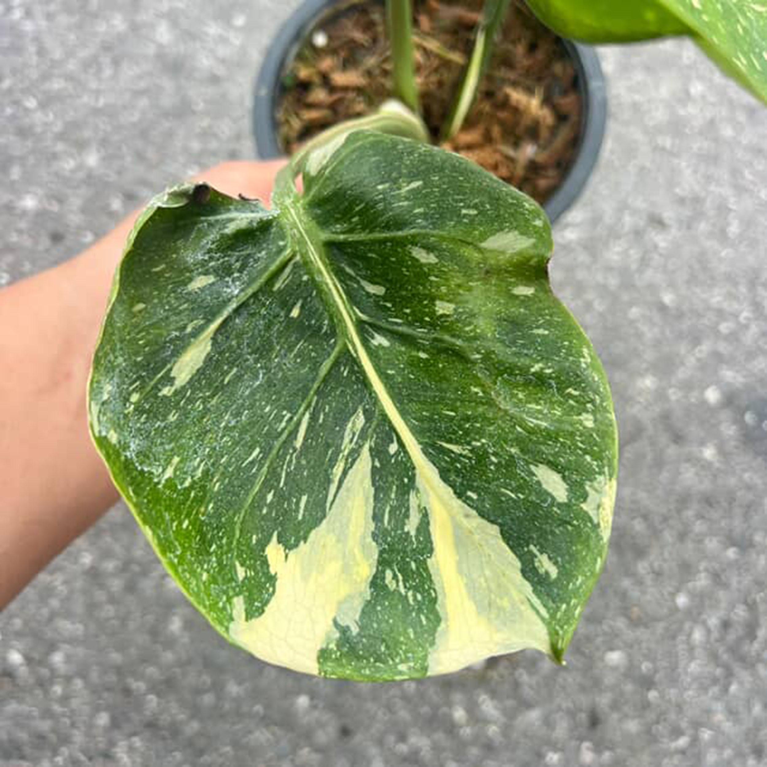 モンステラ タイ コンステレーション カップ型葉、希少、斑入り - Etsy