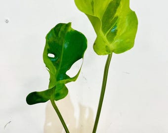 モンステラ デリシオサ フラミシトの斑入り、正確な植物 - Etsy 日本