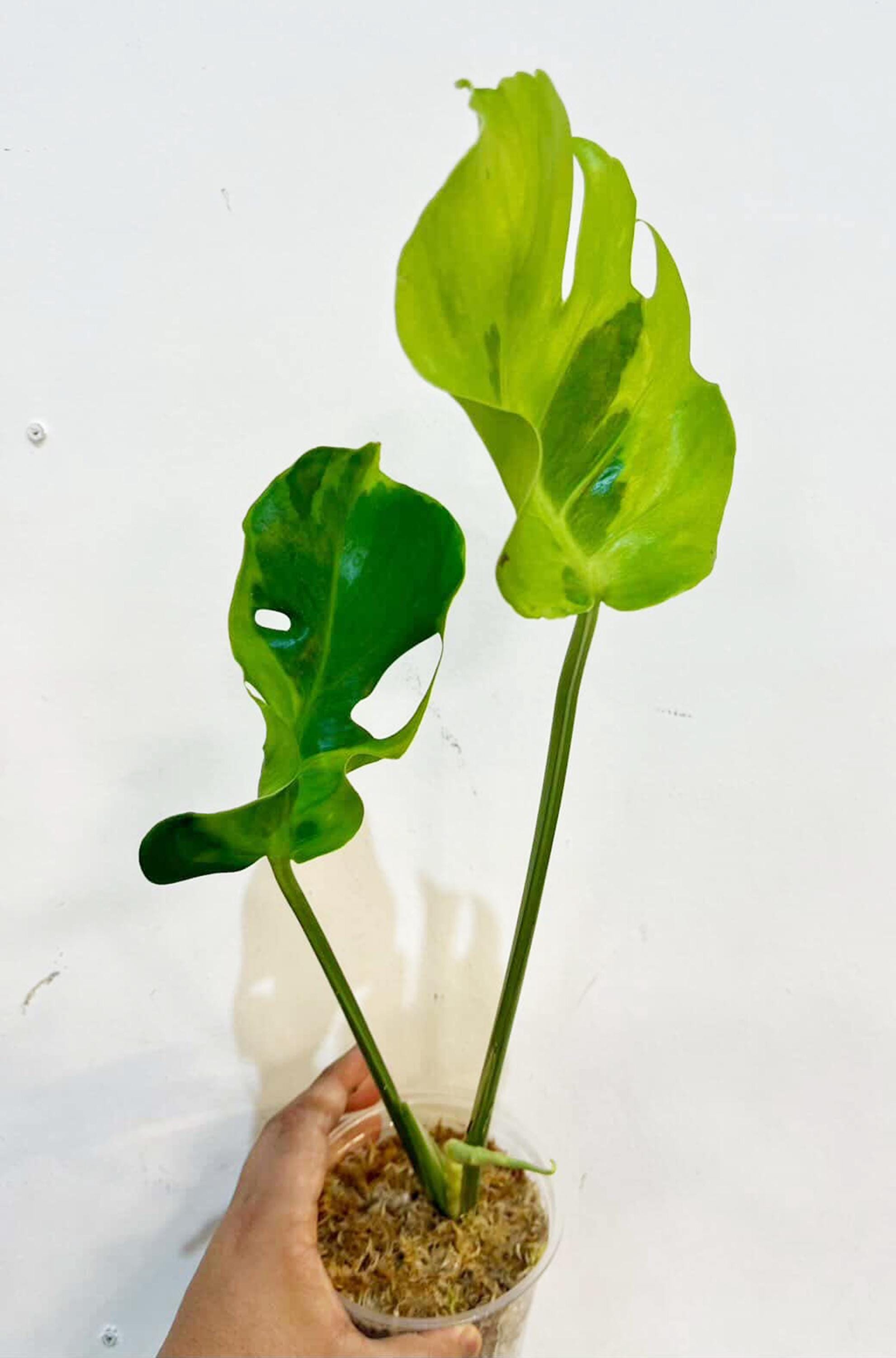モンステラ デリシオサ フラミシトの斑入り、正確な植物 - Etsy 日本