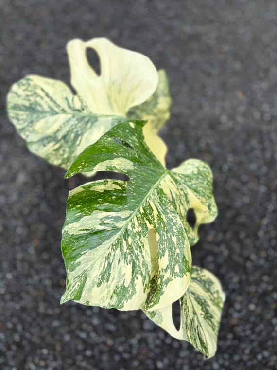 Monstera Creme Brulee Variegated | Monstera Thai