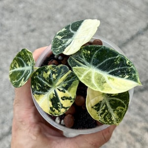 Alocasia ninja tricolor variegated Tissue Culture - High variegation Grower&#39;s choice (1 Plant/Glass Bottle, Bag)