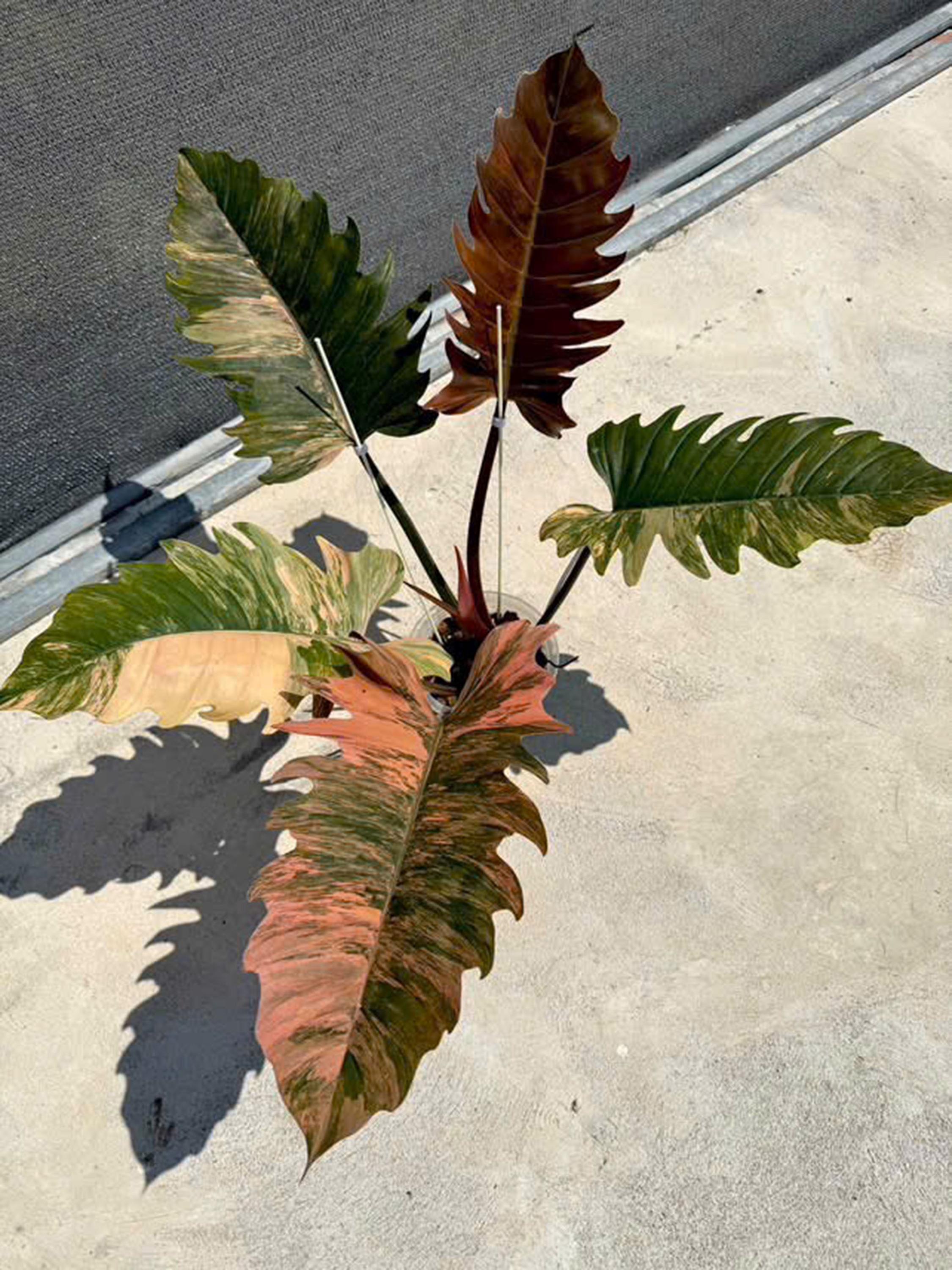 Caramel marble philodendron - Etsy 日本