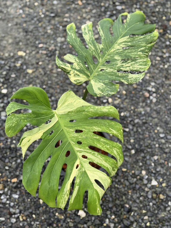 Variegated Ocean Mint Monstera Deliciosa, 2 -3 Leaves, Well