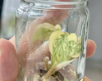 Variegated Monstera Legacy - Tissue Culture Rare Plant