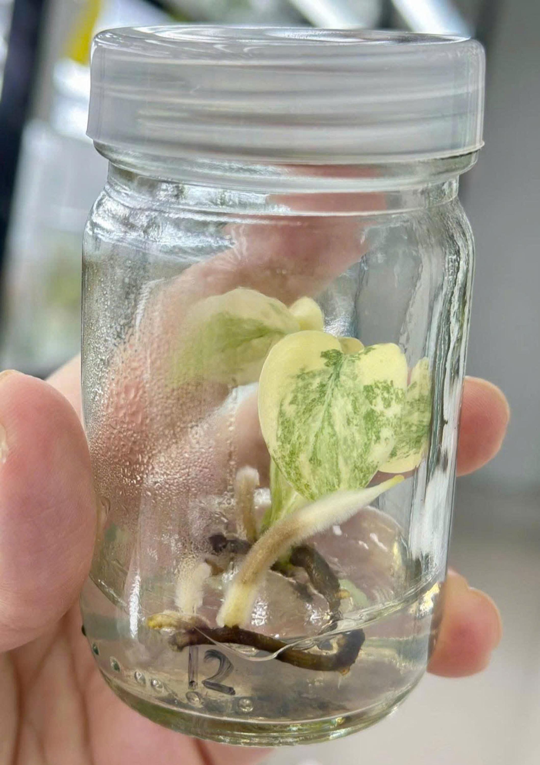 斑入りモンステラレガシー - 組織培養希少植物 - Etsy 日本