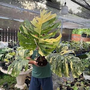 Monstera Creme Brulee Variegated | Monstera Thai Constellation Creme Brulee 6&quot; Well variegation