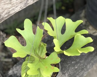 Platycerium Ridleyi 'Wide Form', 6" pot