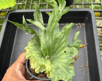 Platycerium 'Wandae Dwarf', 6" pot