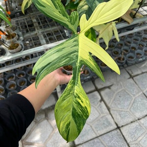 Philodendron Florida Beauty 1 leaf - node cutting, well variegated - Grower&#39;s choice