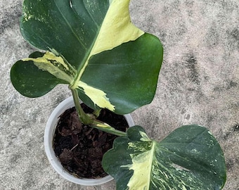 Monstera Deliciosa MC Masterpiece, seltene Pflanze gut bunt - Etsy  sterreich