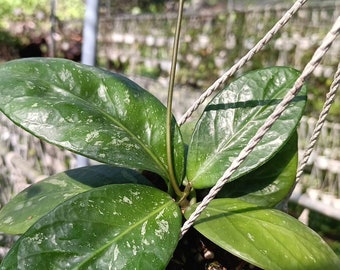 RESERVED for Ana Rare Hoya Lai Chau long Leaves Rooted - Etsy