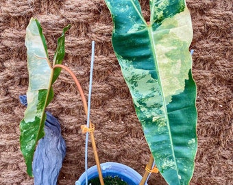 Rare Philodendron Billietiae Variegated Well Variegation - Variegated Billietiae large leaves, Exact Plants