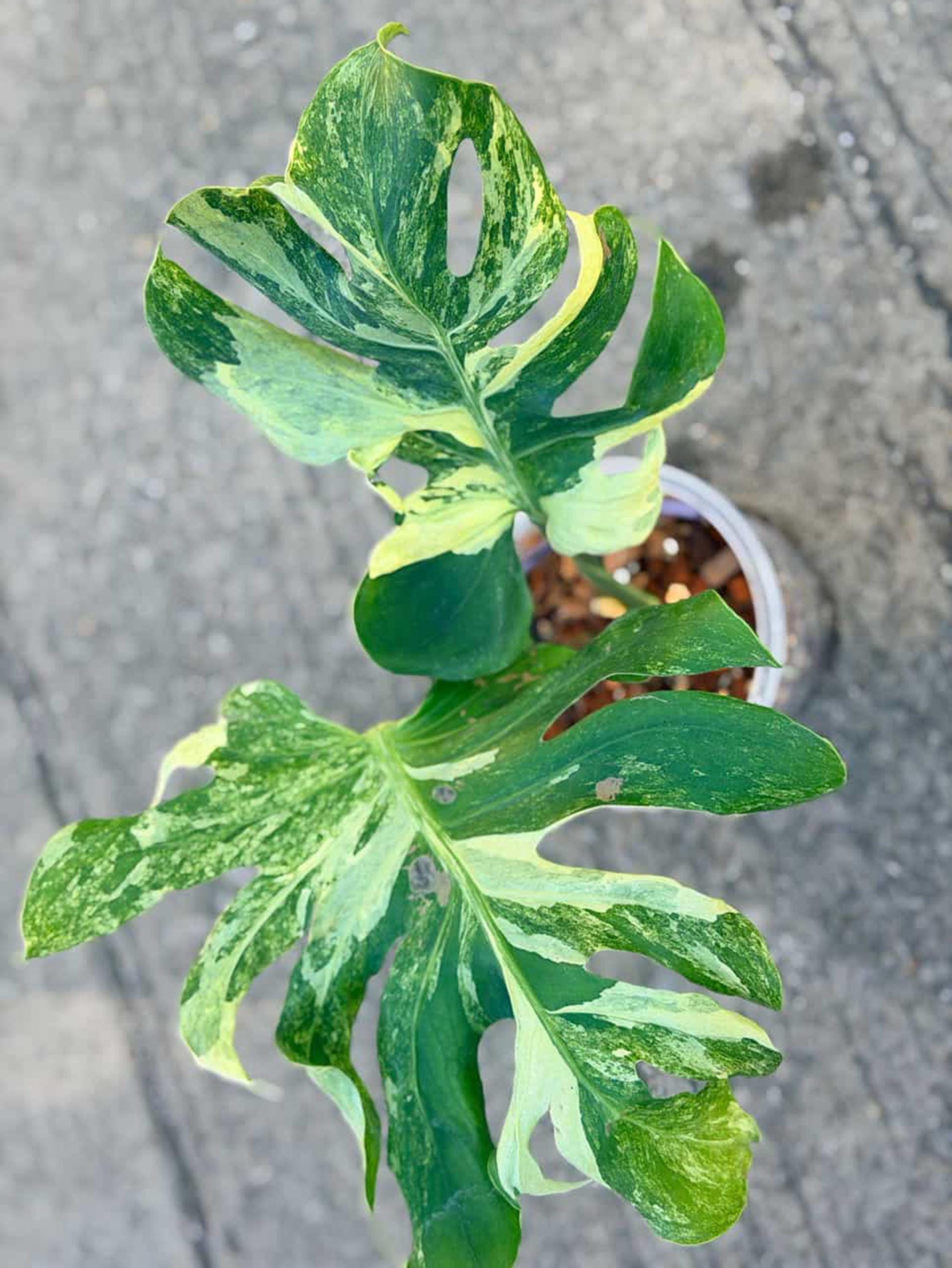 Monstera white lava - Etsy 日本