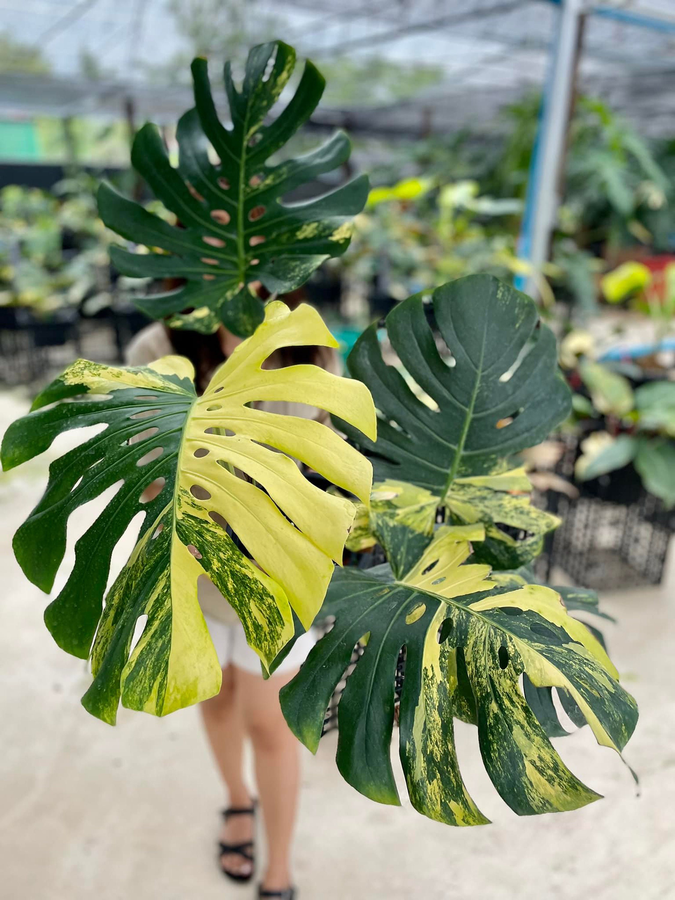 Monstera Deliciosa yellow Marilyn /黄斑 2 | symposium.rest Monstera Deliciosa yellow Marilyn /黄斑 2 | symposium.rest