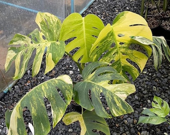 Variegated Monstera Aurea Marmorata Tricolor – Rare Plant