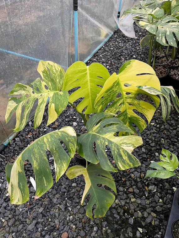 多彩なモンステラ アウレア マルモラータ トリコロール - 珍しい植物