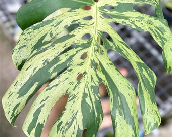 Bunte "Vietciosa" Monstera Deliciosa, Seltene Pflanze 6 im Topf - Etsy.de