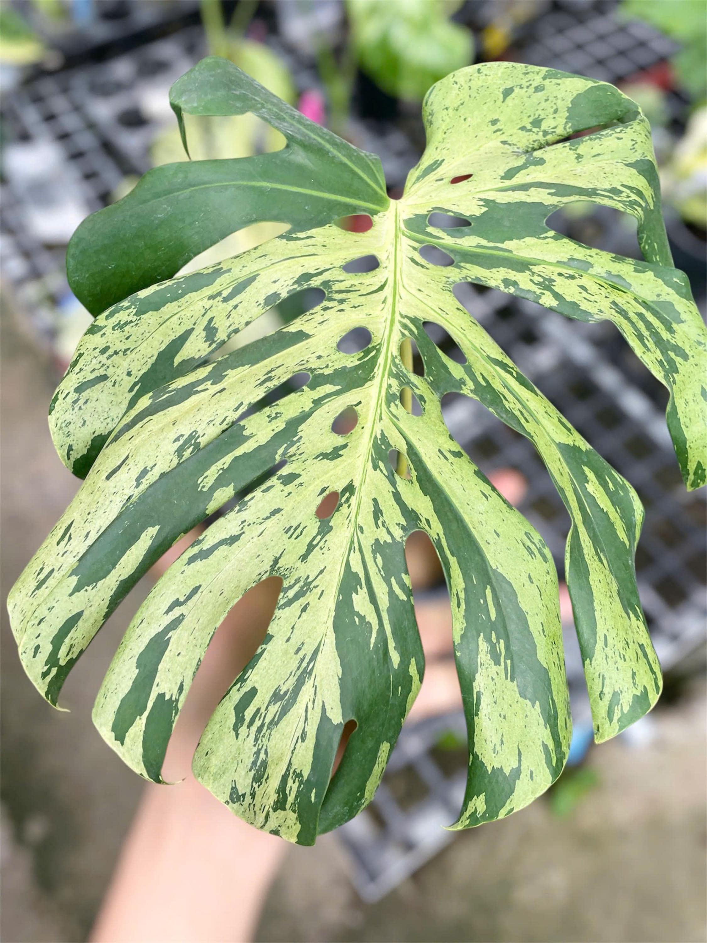 Monstera white lava - Etsy 日本