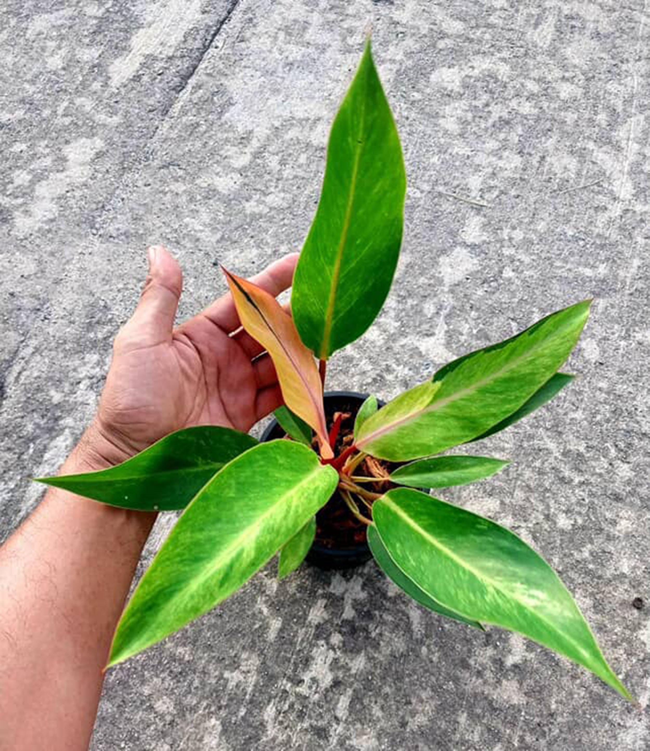 philodendron white ghost Philodendron Florida Ghost 2.5
