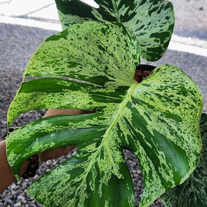 Monstera bulbasaur tissue culture - Etsy 日本