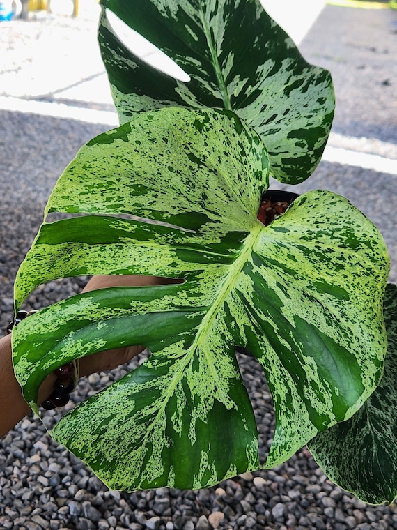 Variegated Monstera Bulbasaur Plant – Rare Tissue Culture Form