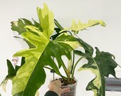 Variegated Golden Dragon Philodendron, Rare Tropical Plant - Etsy