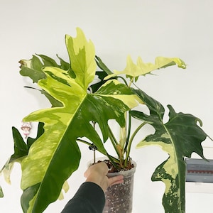 May include: A variegated Monstera plant with large, green and yellow leaves in a clear plastic pot. The plant is hanging from a hook.