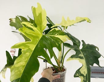 Variegated Golden Dragon Philodendron, Rare Tropical Plant
