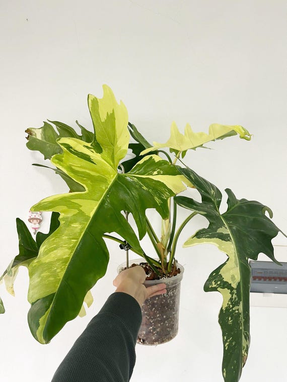 Variegated Golden Dragon Philodendron, Rare Tropical Plant - Etsy Israel