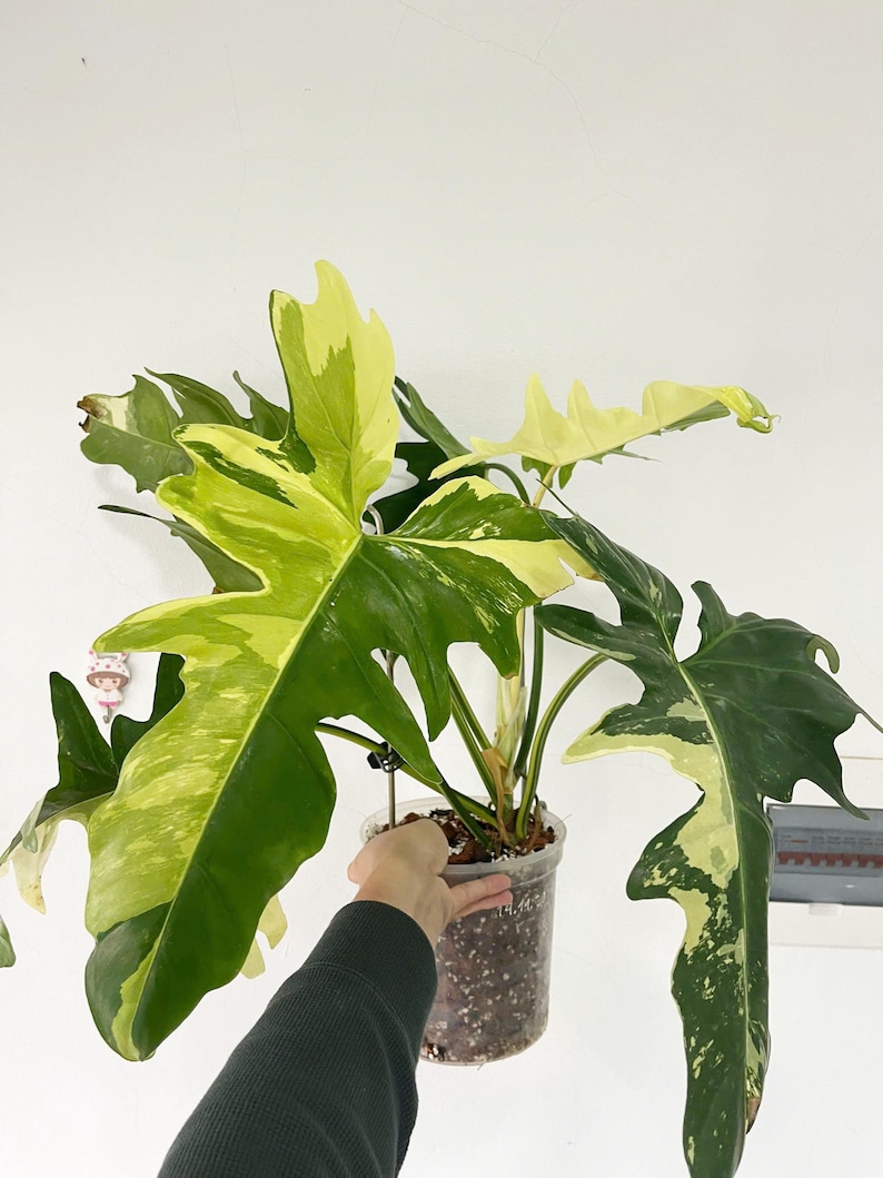 May include: A variegated Monstera plant with large, green and yellow leaves in a clear plastic pot. The plant is hanging from a hook.