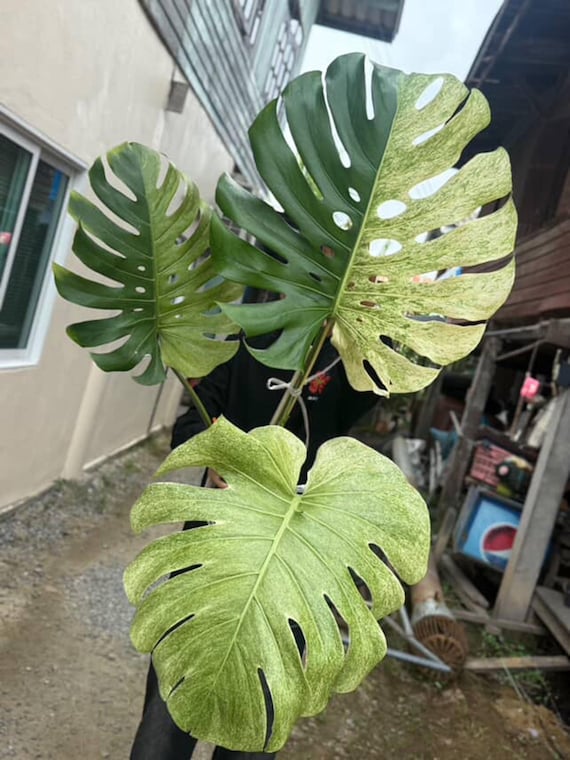 Variegated Mint White Tears Monstera Deliciosa, 2 -3 Leaves, Well
