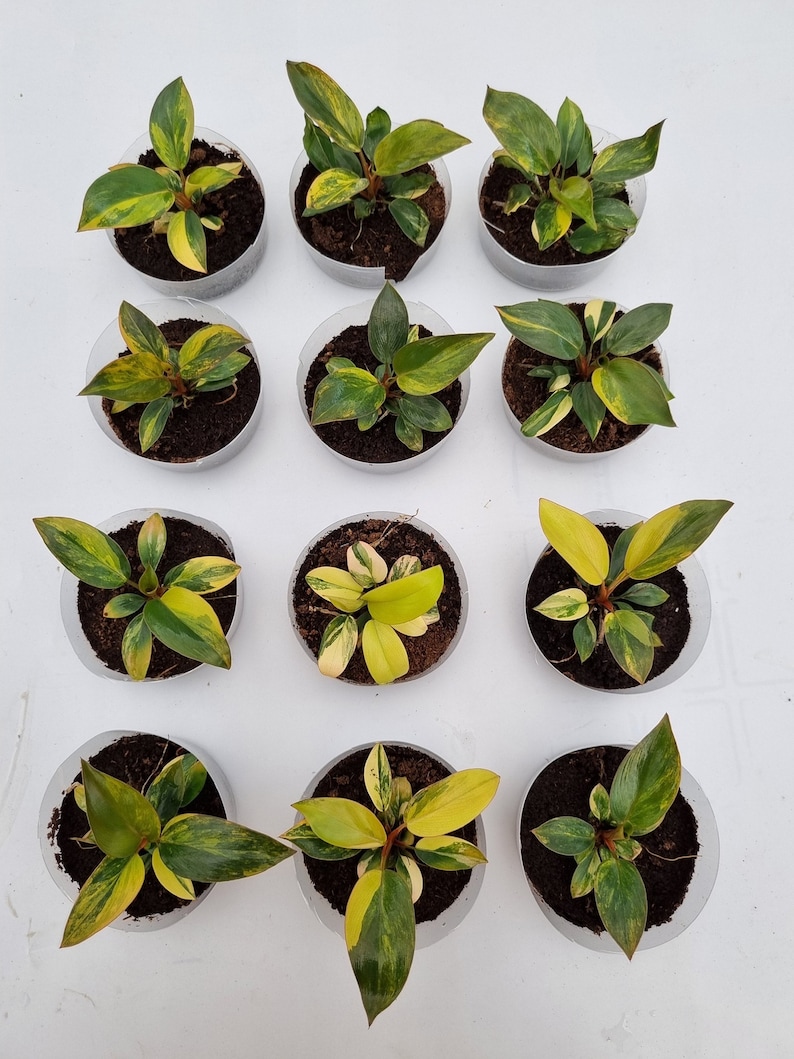 USCustomVN Philodendron Congo - Thumbnail 3