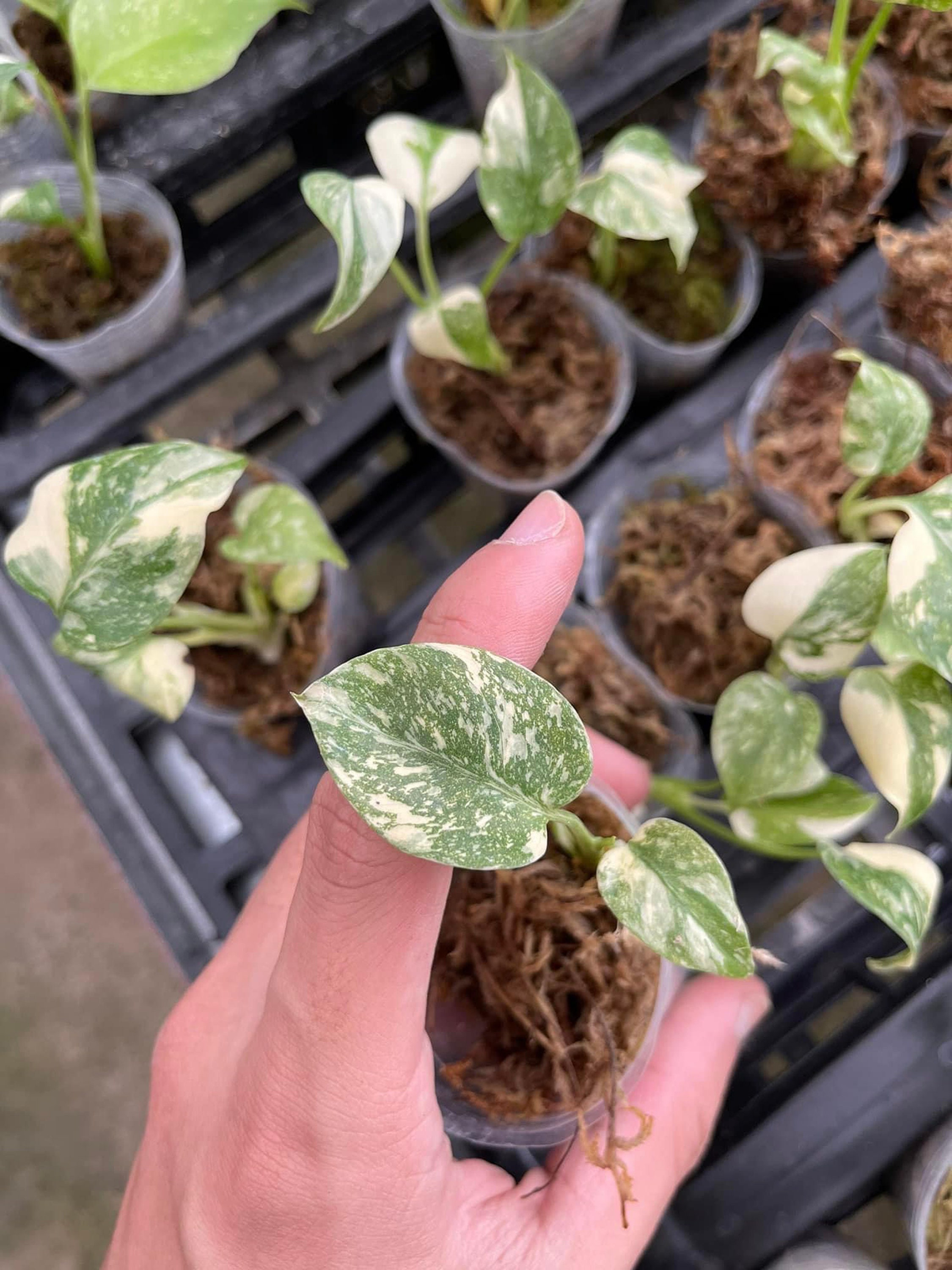 モンステラ Thai Constellation ‘Crème Brûlée’ Monstera Thai Constellation Creme Brulee Variegated