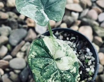 Alocasia Dragon Scale var (TC) 【26】 Alocasia Dragon Scale Variegated 4