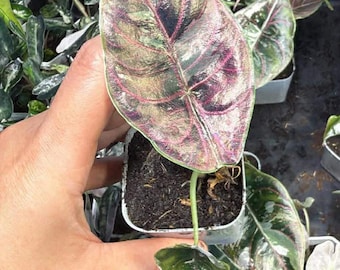Alocasia azlanii pink bunt gemischt 4 "Topf gut braun - Erzeugerwahl