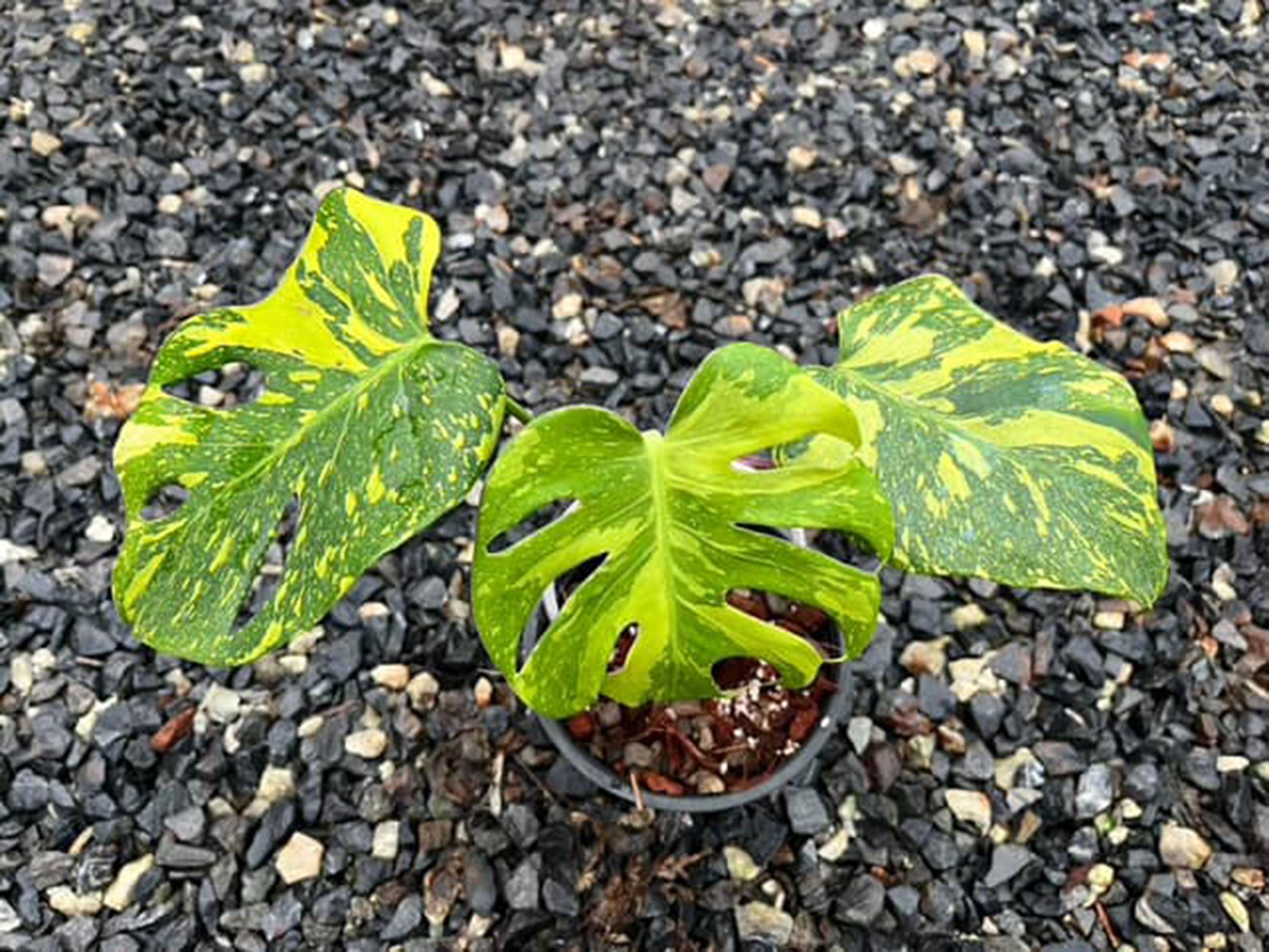 Monstera electro light - Etsy 日本