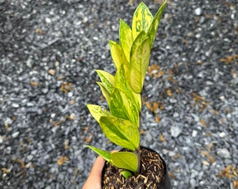多彩な ZZ プラント、ザミオクルカス ザミイフォリア、珍しい屋内植物