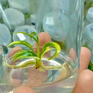 Philodendron Florida x Tortum variegated Tissue Culture - High variegation Grower&#39;s choice (1 Plant/Glass Bottle, Bag) + care instructions