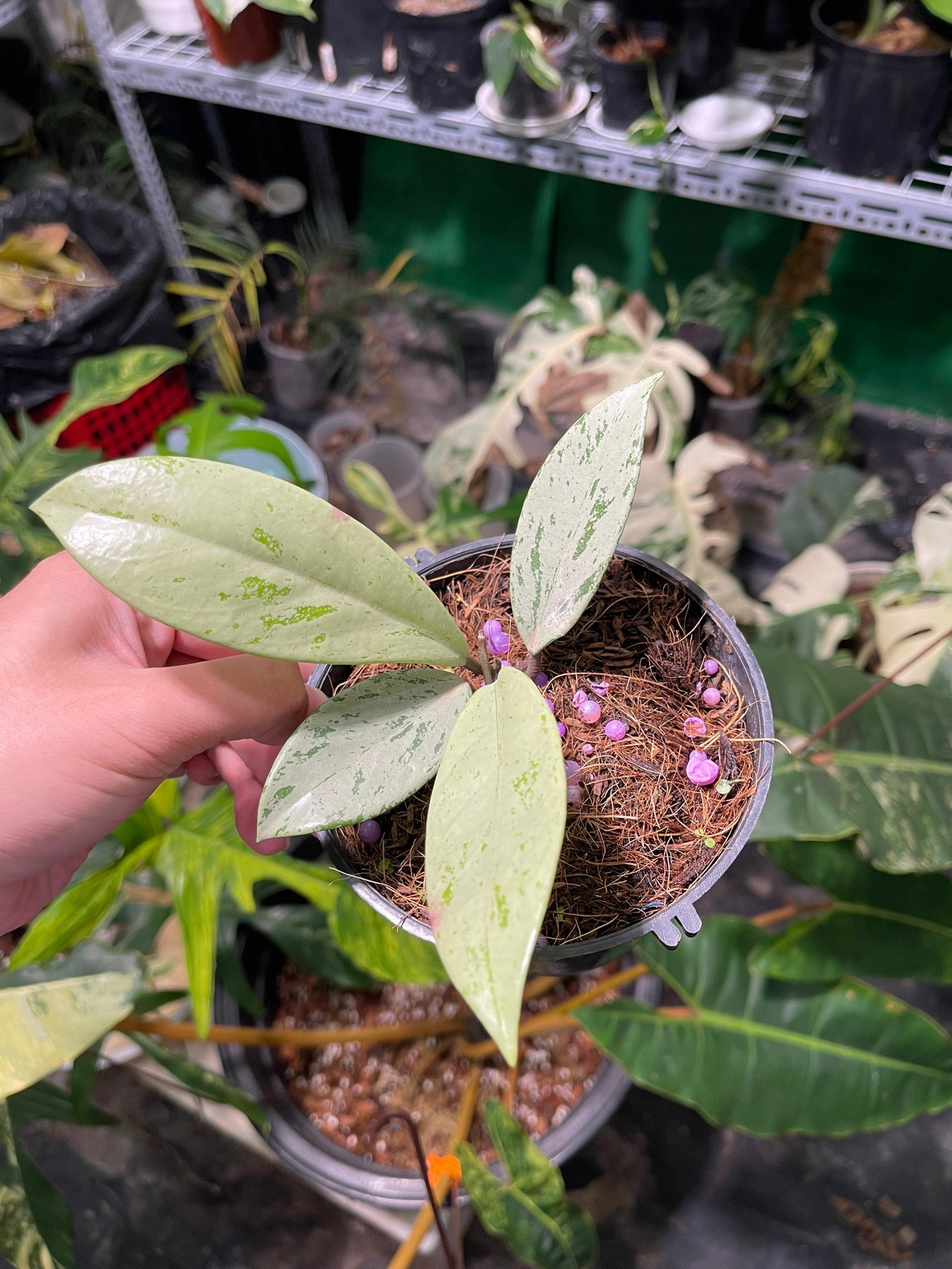 Hoya Pubicalyx Pink Silver Ghost, S Size, Rare Plant, Choose Plant